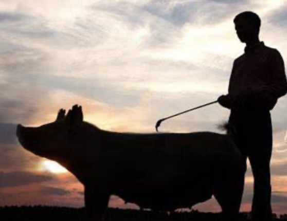 livestock show pig and showman